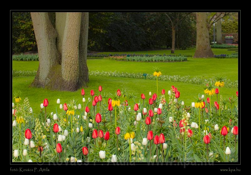 Keukenhof Hollandia 071.jpg